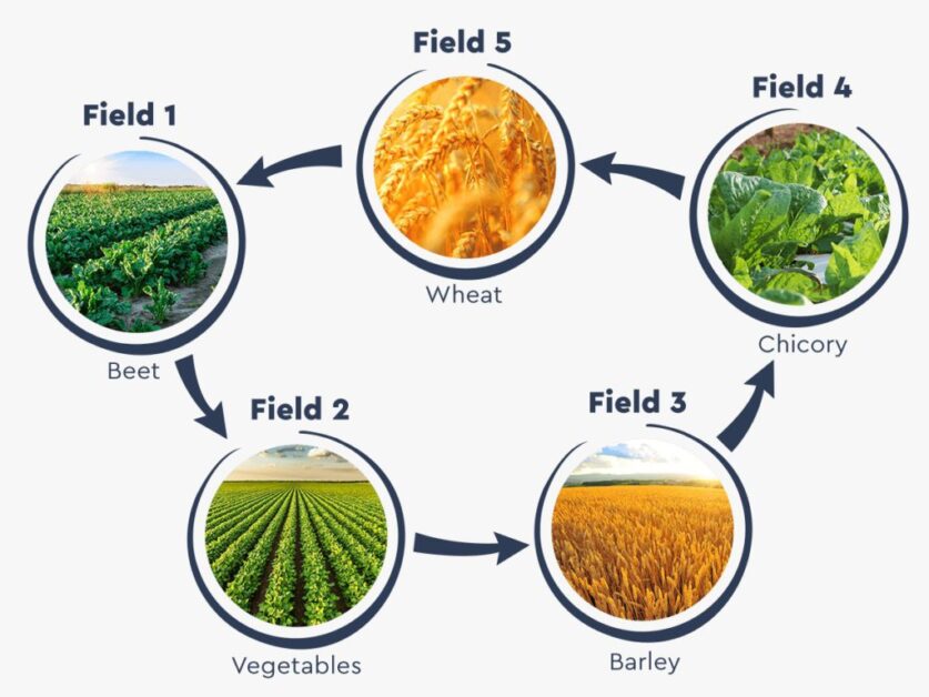 Essential Crop Rotation Practices for Sustainable Rice Supply