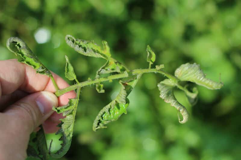 Prevention of Tomato Leaf Curl