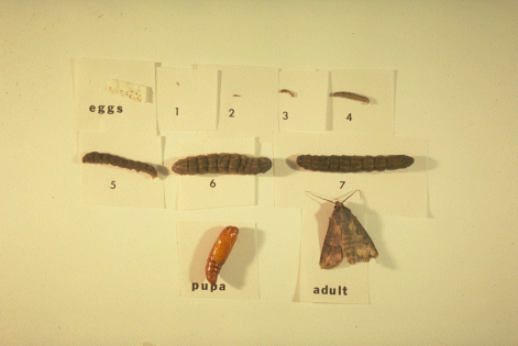 Life Cycle of Cutworms