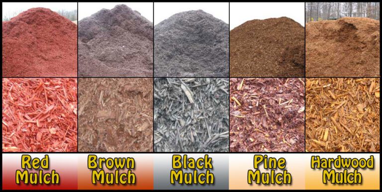 Mulch Around Trees: Benefits and Considerations