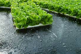 Overcoming Challenges: RO Water and Nutrient Imbalances in Hydroponics