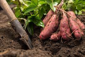 Harvesting Sweet Potatoes: How To Dig And Store Them