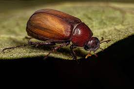 How to Get Rid of June Bugs: Tips and Tricks to Keep These Beetles Away from Your Garden