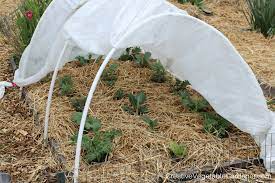 How Frost Blankets Provide Effective Plant Protection