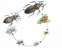 The Life Cycle of Squash Bugs