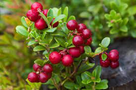 Lingonberry Plants: The Ultimate Guide