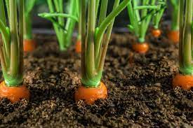 How To Plant, Grow, and Care For Carrots