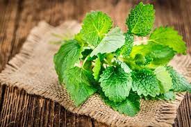 How to Plant, Grow and Care For Lemon Balm