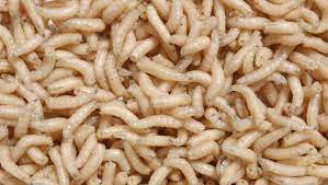 Decoding Maggots in Compost: Essential Know-How