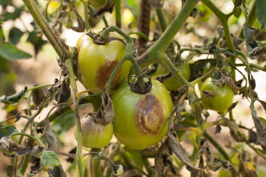 The impact of spacing on tomato plant diseases and pest control