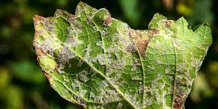 Recognizing the Symptoms of Plant Fungus