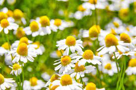 Fertilizing Chamomile: Nurturing your chamomile plants with appropriate fertilizers for robust growth and abundant blooms