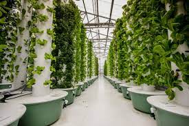 Aeroponics for Beginners: How to Overcome Common Challenges and Find Solutions