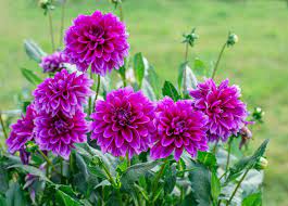 Dahlia Flowers: A Guide to Growing and Care