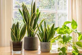 Mastering the Art of Repotting Snake Plants