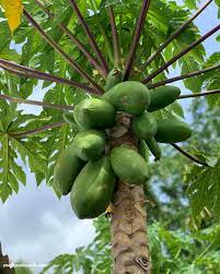 Choosing an Ideal Location for Your Papaya Tree