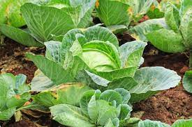 Growing Cabbage: A Guide For Great Heads