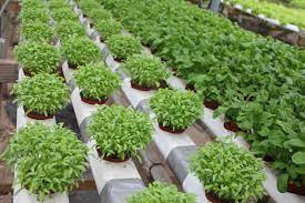Setting Up Your Hydroponic Herb Garden