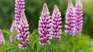 Planting, Growing, and Caring for Lupine Flowers
