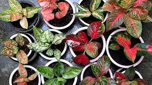 Aglaonema Varieties: A Guide to 10 Stunning Plants