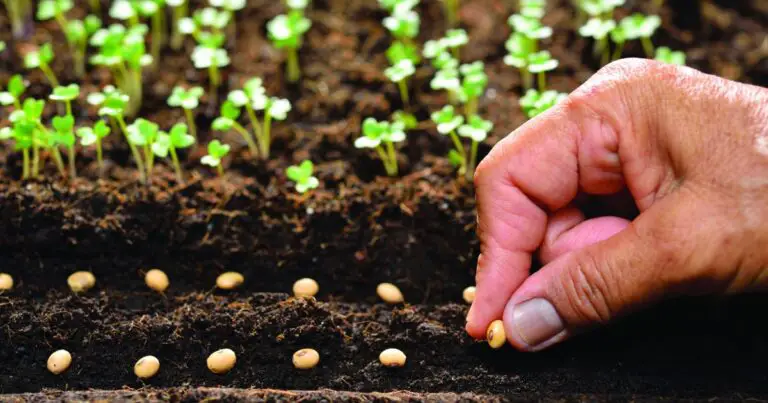 Seed Planting Guide: Quantity Per Hole, Pot, or Cell?