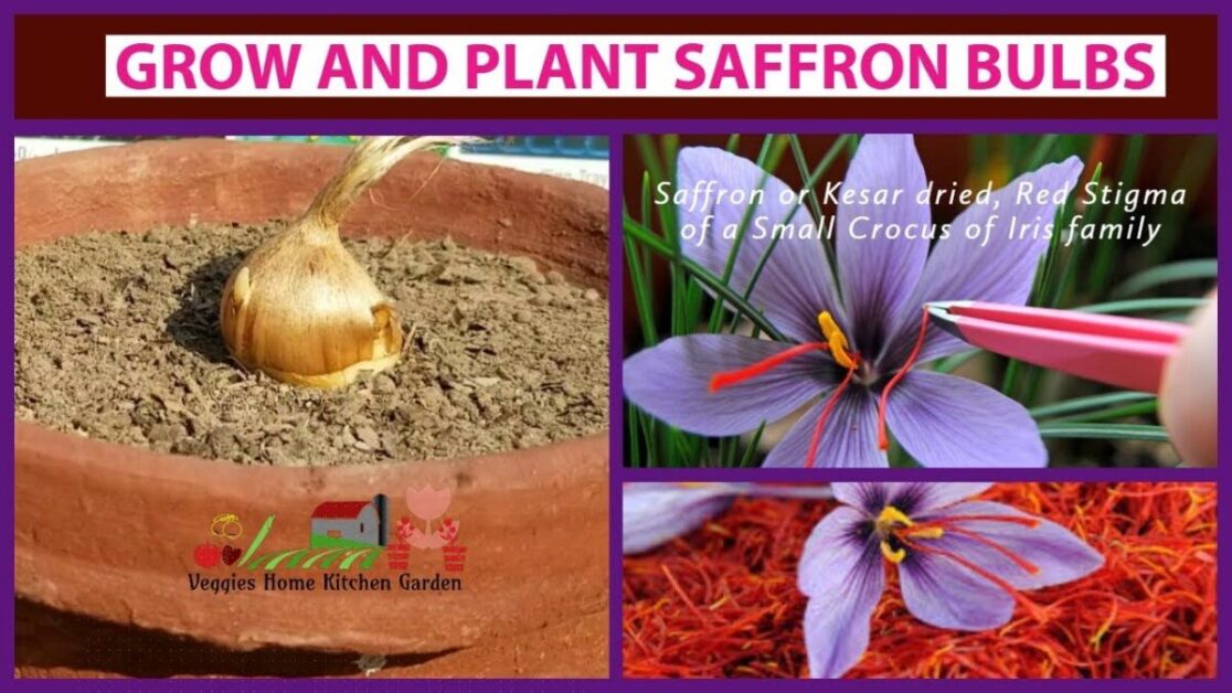 Selecting the Right Saffron Bulbs for Planting