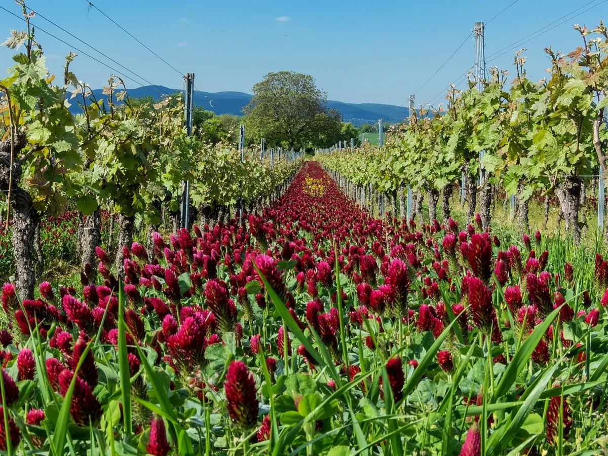 Red Clover's Impact on Soil Structure