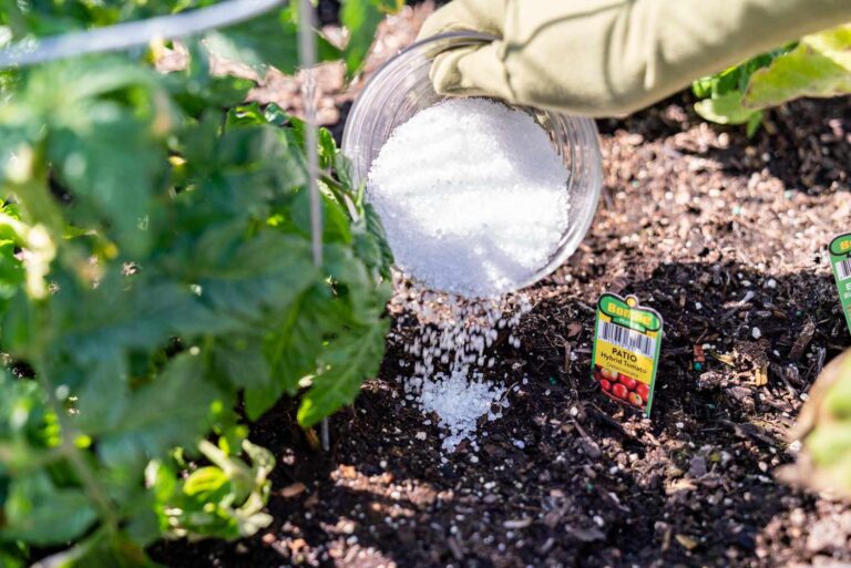 Assessing How Epsom Salt Affects Plants