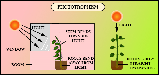 The Role of Sunlight in Plant Growth