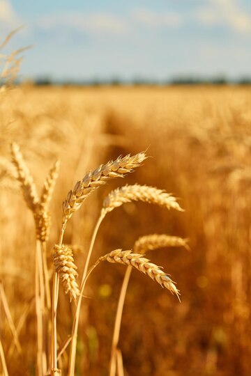 Barley's Contribution to Sustainable Agriculture: Drought Resistance and Crop Rotation