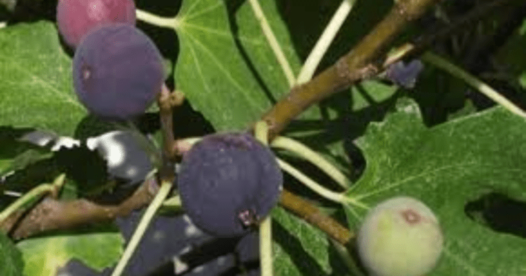 Chicago Hardy Fig: A Fruit Tree for Cold Climates