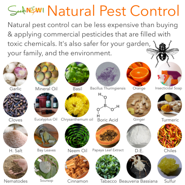 Utilizing Natural Pest Control Methods through Carrot Companion Planting