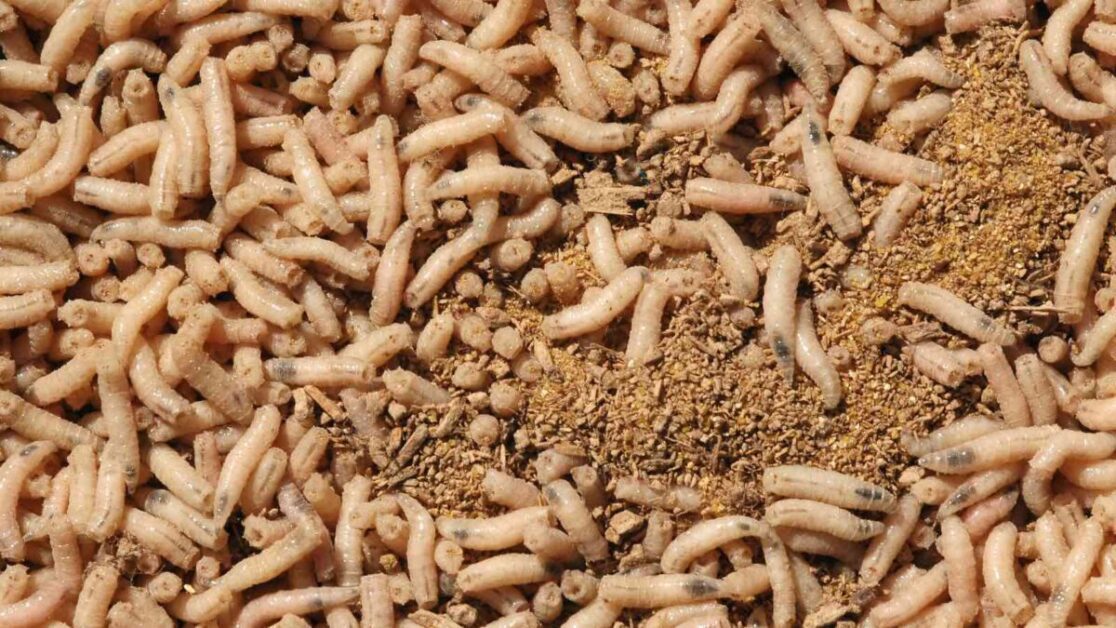Integrating Maggots into a Balanced Ecosystem in Your Composting Setup
