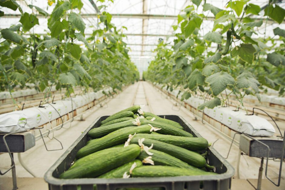Grow Cucumbers Hydroponically