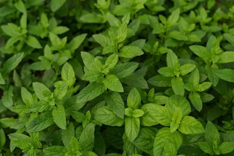 Growing Basil: An Herb Garden Staple