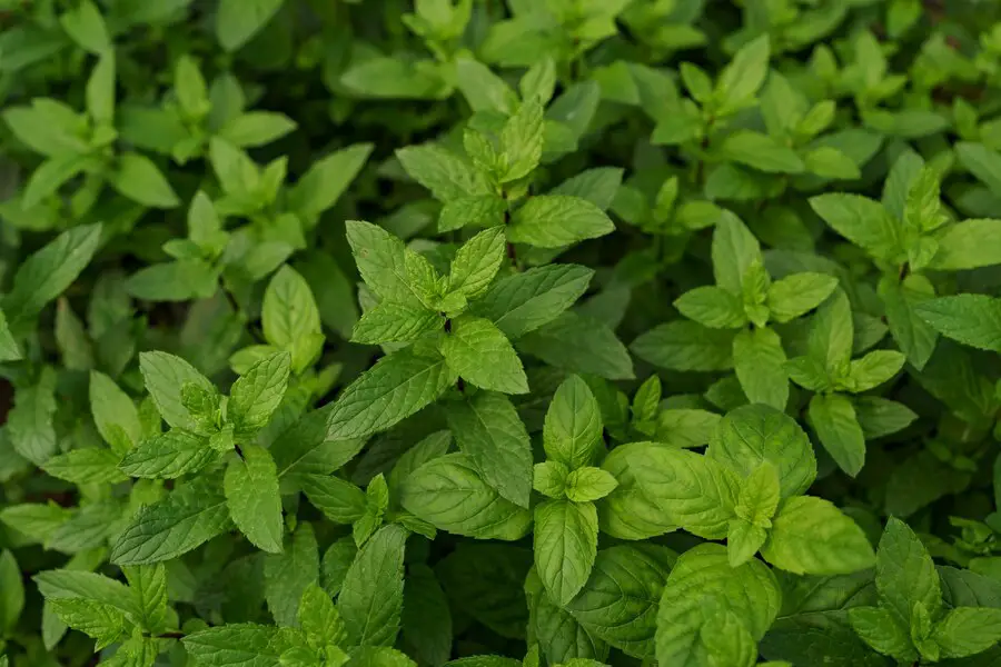 companion Planting with Basil: The Best and Worst Plants to Grow alongside this Herb