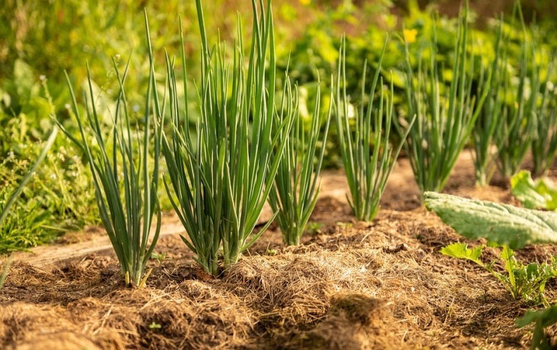 Caring for onion plants during the growing season