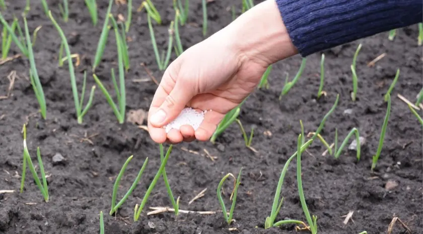Fertilizing techniques for healthy onion plants