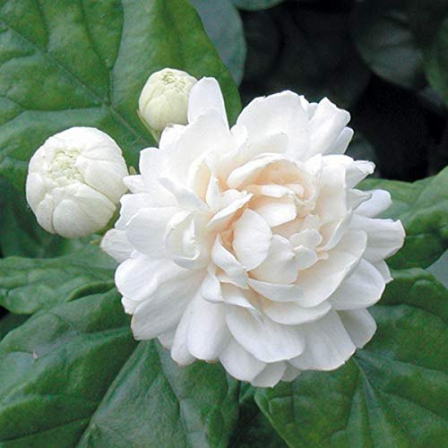 Harvesting and preserving Arabian Jasmine blooms for aromatic use
