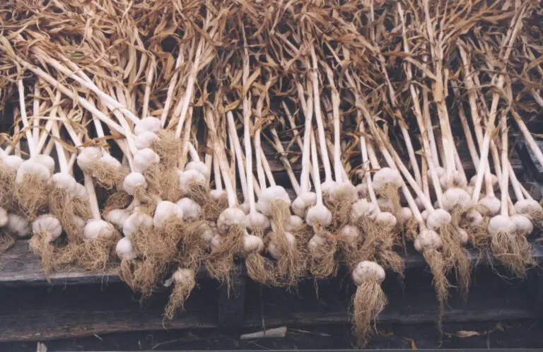 Curing Garlic for Long-Term Storage