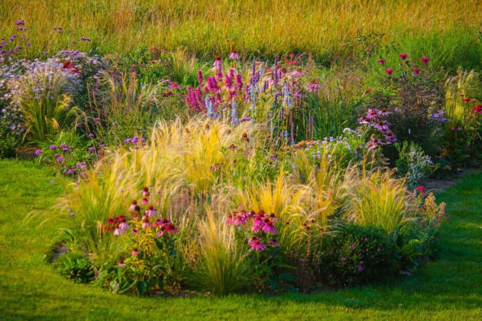 Sunlight Requirements for Ornamental Grasses