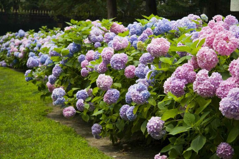 Growing Hydrangeas: The Super Guide from Start to Finish