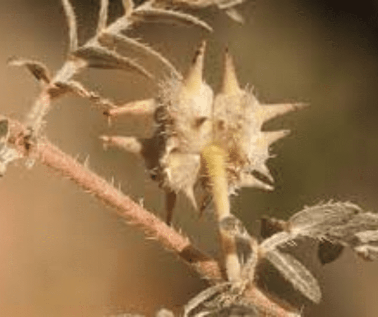 Goat Head Weed Control: Preventing Puncturevine