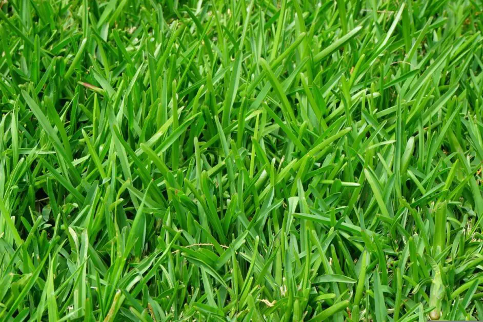 Traditional Grass Lawns