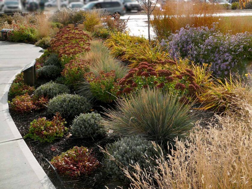 Pruning and Maintenance Tips for Ornamental Grasses