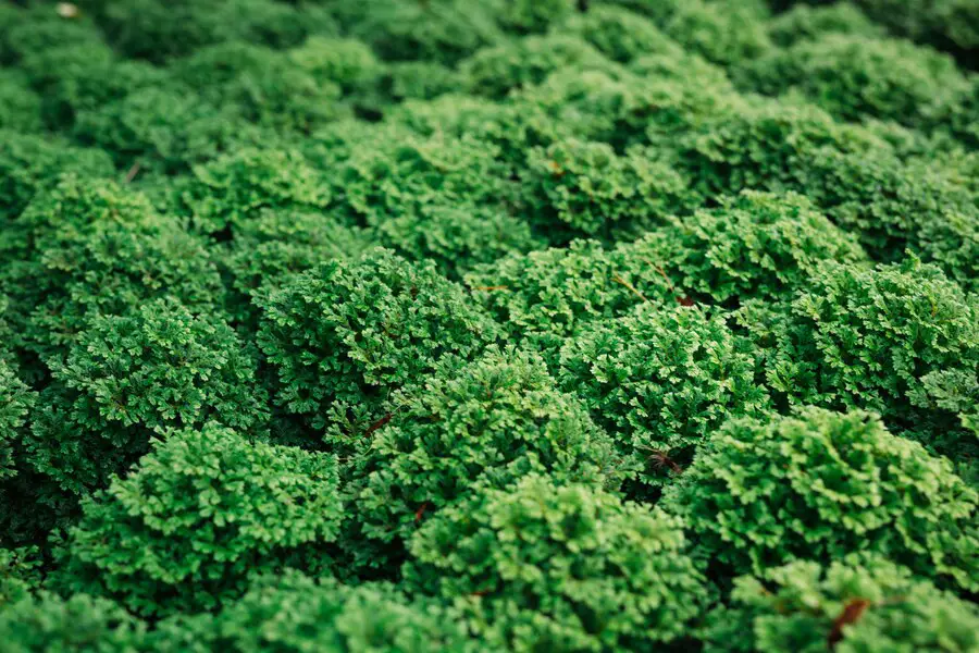 Providing Adequate Sunlight and Temperature for Successful Kale Growth