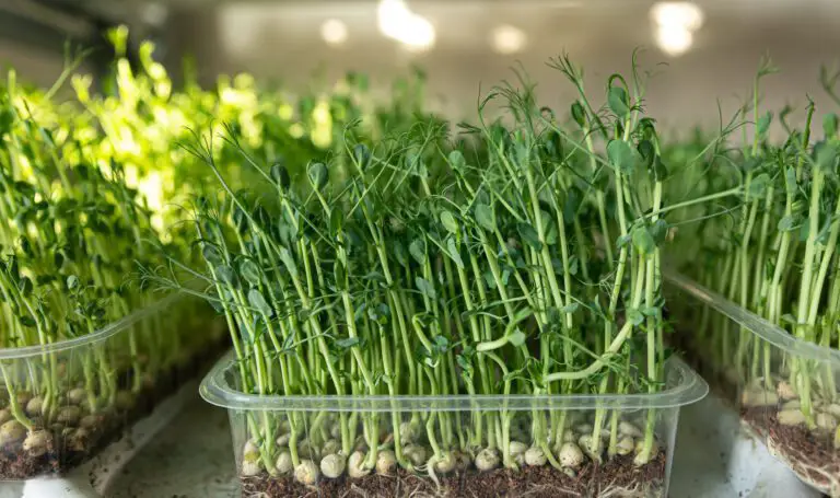 Pea Shoot Microgreens: How to Grow Them in 5 Simple Steps
