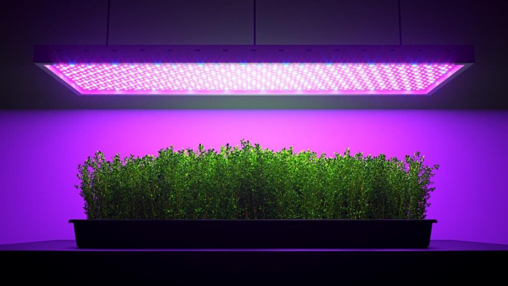 Exploring the Benefits of LED Bulbs for Indoor Plants