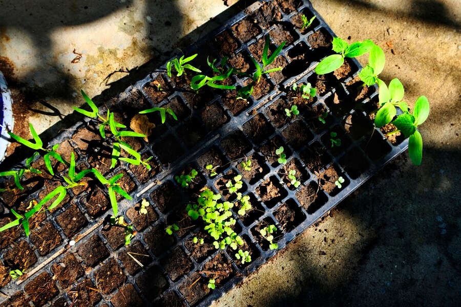 Conserving Land Resources: Vertical Farming and Hydroponics