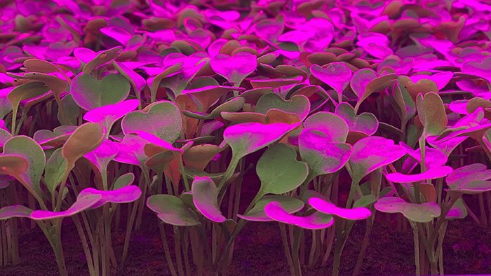 Flexibility and Control with Grow Lights